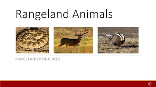 Overview of Rangeland Animals [upl. by Aneelak]