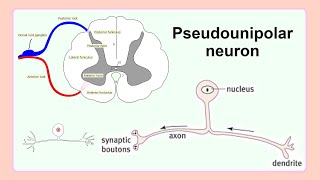 pseudounipolar neuron [upl. by Ennael394]