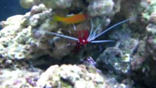 My three Lyretail Anthias in my new 75 Gallon Tank [upl. by Arihas]