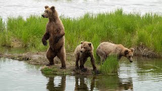 Katmai Bears  Part 2  quotThe Beady Bunchquot [upl. by Blodgett223]