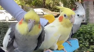 Adorable Cockatiels Cute Compilation 😍🦜cockatielscraze [upl. by Eeruhs]