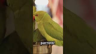 parrots AlphaGen [upl. by Blythe]