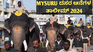 ಮೈಸೂರು ದಸರಾ ಆನೆಗಳ ತಾಲೀಮ್2024Mysure Dasara Elephant jamboo Savari rehersal 2024 [upl. by Aivull]