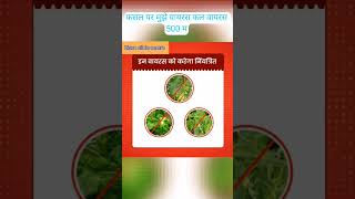 जिओलाइफ नो वायरस जैविक विषाणुनाशक।Geolife No Virus Organic Plant Viricide [upl. by Waldner]