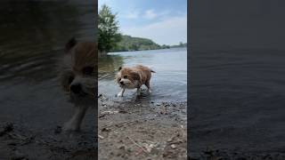 From the groomers to the lake funnydog shorts [upl. by Drislane]