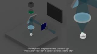 fluorescence and confocal microscopies [upl. by Aranaj]