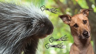 The Biggest Myth About Porcupines Shooting Quills [upl. by Atnohs]