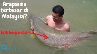 Adakah ini ikan Arapaima terbesar di Malaysia [upl. by Nevak]