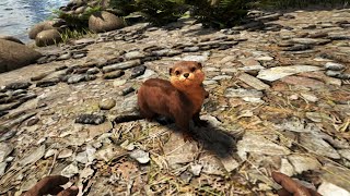 ARK Otters Spawn Location Ragnarok [upl. by Yleik332]