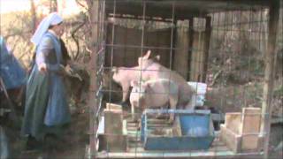 Piggys At Playwmv [upl. by Jeffers]