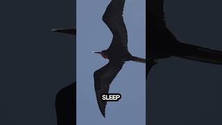 How Do Birds Sleep While Flying [upl. by Morrell]