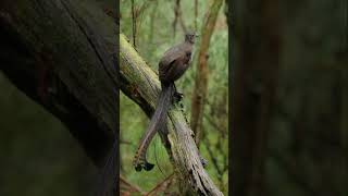 Lyrebird Menura novaehollandiae reupload animals kicauburung kicaumerdu [upl. by Divad]