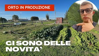 Adottiamo una nuova pratica agricola in orto il SOVESCIO [upl. by Airtemak693]