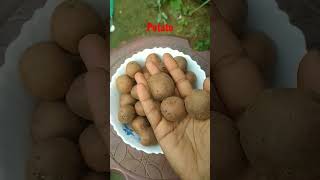 Solanum tuberosum ll potato shorts english scientific vocabulary [upl. by Ndnarb]