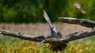 Birds fighting – Common cuckoo vs sedge warbler [upl. by Junko]