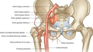lartère fémorale part2 [upl. by Con]