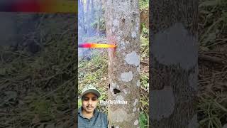 Why do we put hot iron rods in trees righttoshiksha tree agriculture woodworking wood [upl. by Sirroned302]