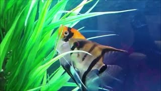 Angelfish breeding do freshwater angelfish mate for life More on angelfish pairing off behaviour [upl. by Ephraim279]