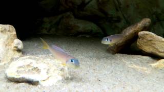 Xenotilapia flavipinnis quotred royalquot Kekese [upl. by Annekahs]