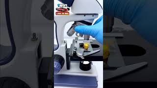 Dornitos under microscope  microscope dornitoes youtube facts testing5minutecrafts asmr [upl. by Burkhard856]