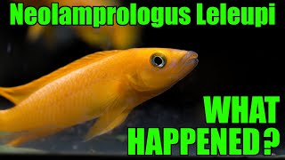 Neolamprologus Leleupi  What happened to them [upl. by Oijimer204]