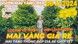 CÔ HỒNG Giao Lưu Mai Vàng Giá Rẻ Chơi Tết Mai Tàng Thông Đẹp Nút Nụ Đặc Kẹo • THÀNH TRỌNG LÊ [upl. by Nosrettap]