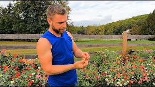 Saving Zinnia Seeds for Next Years Unique Mix [upl. by Akinuahs]