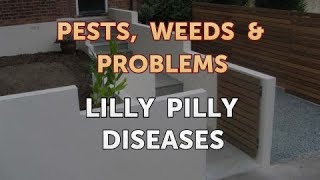 Lilly Pilly Diseases [upl. by Goodrich]