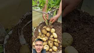 Plant and harvest potatoes at home sonasmr [upl. by Naened133]