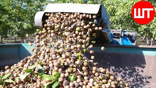 Cultivation And Processing of Walnuts  Millions of Tons Walnut Processing Factory  Food Factory [upl. by Elak]