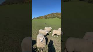 Amazing dog herding a field of sheep [upl. by Akemit]