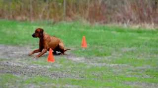 Rhodesian Ridgeback Obedience [upl. by Gavrilla]