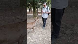 Bowing Deer Nara Park Japan March 2024 [upl. by Amadeo]