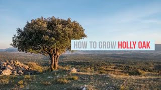 Quercus ilex Growing Guide Holly oak Holm Oak Evergreen Oak by GardenersHQ [upl. by Alemaj272]