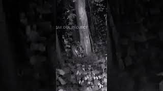 Harimau jawa terekam cctv harimaujawa harimau harimausumatra [upl. by Anaert715]