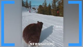 ‘So fast’ Bear nearly takes out skier in South Lake Tahoe  NewsNation Now [upl. by Spurgeon98]