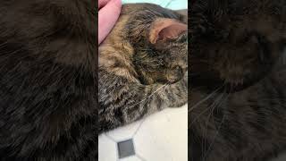 The last video of my cat [upl. by Fitzpatrick129]