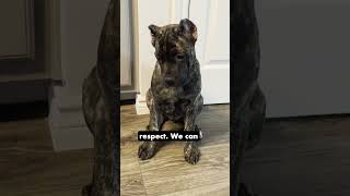 Mastering Impulse Control Cane Corso Puppy Training shorts canecorso puppytraining [upl. by Tsuda866]