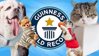 10 Cutest Animals with World Records [upl. by Sigfrid533]