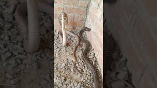 Snake Dance  viralvideo trending 1millanviwes snake trending youtube [upl. by Arikihs83]