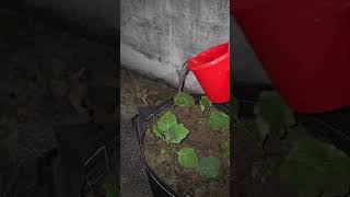 How to water your garden gardening watering nature trees shorts [upl. by Cacia]