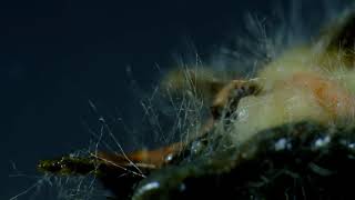 Soil Fungi Mycelium Time lapse [upl. by Ailadgim565]