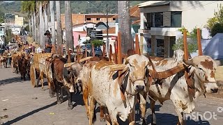 Boiada na Fazenda no estradâo Inconfidentes mg [upl. by Luzader]