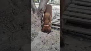 Rescued Dog Buries his Treat 29th May [upl. by Aihsemat]