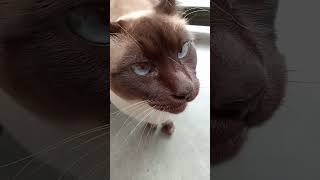 Cat Meows Compilation 76 [upl. by Oigroeg]