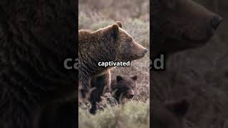 Famous mama grizzly bear dies after being hit in front of cub in Grand Teton National Park [upl. by Ailehs]