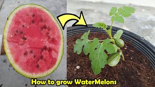 How to grow Watermelon in Pot [upl. by Hahn918]