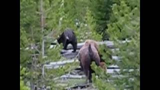 Bison stand between Grizzly and their calves [upl. by Alfons208]