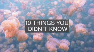 10 AMAZING FACTS ABOUT JELLYFISH [upl. by Sirovart]