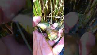 Natural big snails catching in the crops rice fields  Beautiful nature views natural snail live [upl. by Keiryt453]